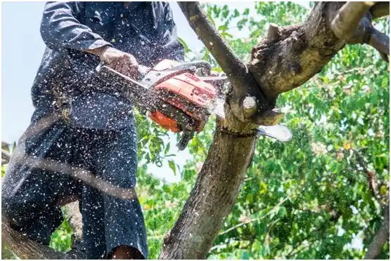 tree services Clayton